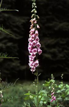 Digitalis