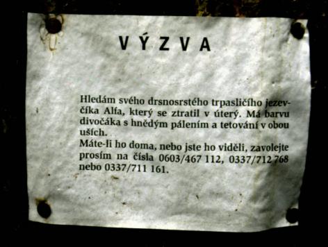 Výzva, hledající Alfa nás cestou významně pobavila. Ovšem majitel toho jezevčíka by náš humor asi nesdílel...