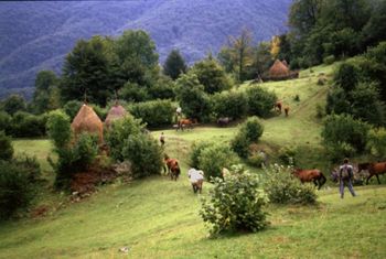 Cesta se stádem koní - scházíme do údolí Sighistelu